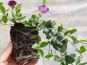 vinca minor rubra wurzelballen x