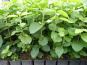 wolliger schneeball viburnum lantana beet