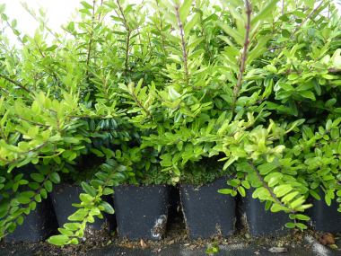 Pflanzen mit Anwachsgarantie | Lonicera Nitida Elegant - Bschungsmyrthe |  hier gnstig kaufen
