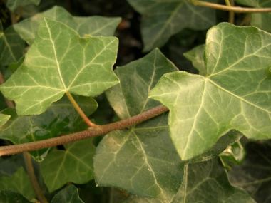 Pflanzen mit Anwachsgarantie | Hedera helix - Einheimischer Efeu, gestbt,  ab 60 - 150 cm gro | hier gnstig kaufen
