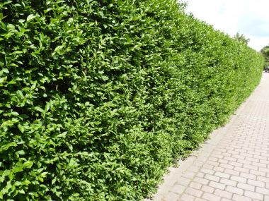 Pflanzen mit Anwachsgarantie | Ligustrum atrovirens - Liguster als  Freilandware | hier gnstig kaufen