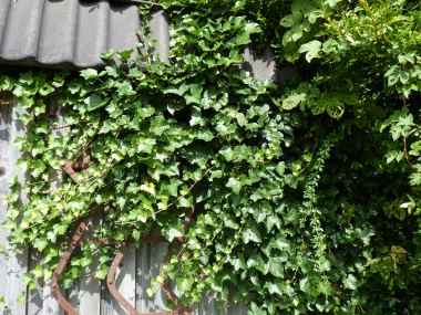 goldfruchtpalme standort wohnung Goldfruchtpalme kaufen – Direkt vom Züchter – MyZimmerpflanze.de main image 0