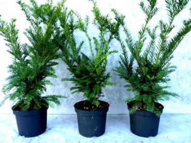 Pflanzen mit Anwachsgarantie | Taxus baccata - Eiben (topfgewachsen) | hier  gnstig kaufen