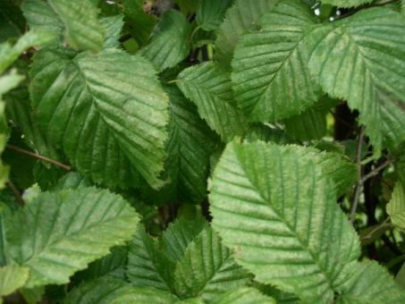 Carpinus Betulus - Hainbuchen im Container Größe 100-125cm, 3L