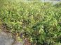 anwendung euonymus f coloratus