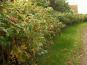anwendung rosa rugosa hecke