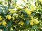 berberis fricartii verrucandii bluetenpracht