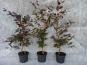 blutbuche fagus sylvatica purpurea c3 container 80 100 gestaebt