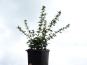 buxusblaettrige berberitze berberis buxifolia nana im topf