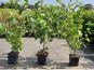 cornus sanguinea roter hartriegel pflanzen im 1l topf