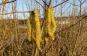 corylus avellana haselnuss bluete