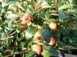 cotoneaster radicans fruechte