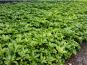 dickmaennchen pachysandra terminalis begruenung