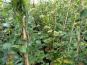 fagus rotbuchen 125 150cm gross im beet