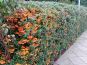 feuerdorn orange hecke