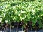 fragaria vesca monatserdbeere staude beet