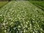 fuenffingerstrauch potentilla mandshurica im beet