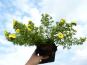 gelbe potentilla kobold im 1l topf