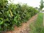 hecke kirschlorbeer caucasica sommer