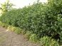 hecke kirschlorbeer etna