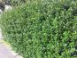ilex hecke laub