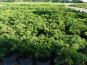 kisseneibe tafeleibe taxus baccata repandens bodendecker im beet