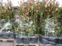 photinia red robin rote glanzmispel versandfaehig