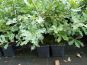 sommereiche stieleiche quercus robur c1 container
