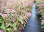 spierstrauch spiraea anthony waterer im beet