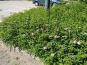 spiraea little princess rosa zwergstrauch anwendung