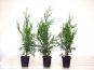 thuja brabant 3 pflanzen container 30 40