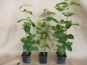 viburnum lantana wolliger schneeball im 1l topf