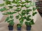 viburnum opulus schneeball
