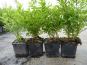 zwergliguster ligustrum lodense im topf