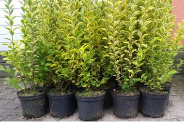 vhy - in plants we trust rezensionen We the Wild