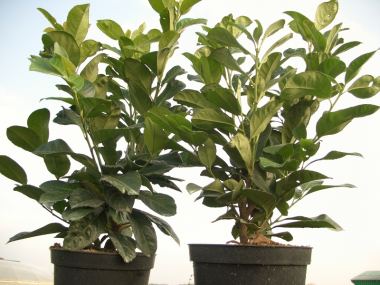 artificial monstera plant Artificial Monstera Leaf Spray, 27.5