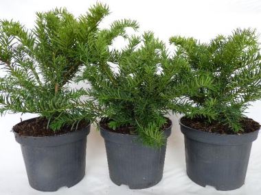 gemeine eibe taxus baccata Gemeine Eibe (Taxus baccata) online kaufen bei HS Baum