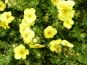 gelber fuenffingerstrauch potentilla kobold in bluete