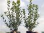 ilex heckenstar 2 container mediumsize