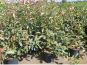 photinia red robin rote glanzmispel 100 125cm gro 75l container