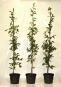 rotbuche fagus sylvatica im container