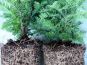 taxus baccata bewurzelung