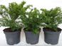 taxus baccata repandens eiben container