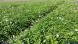 vinca minor alba im beet