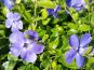 vinca minor in bluete