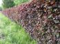 blutbuchenhecke fagus sylvatica purpurea