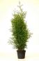 cont 1 thuja brabant 40 60