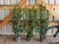 ilex heckenstar 100 125 cm 75l container