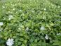 vinca minor alba beet immergruen