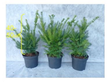 hängepflanzen farn Künstliche Hängepflanze Farn mit Wurzeln d80 cm – Easyplants Deutschland main image 1